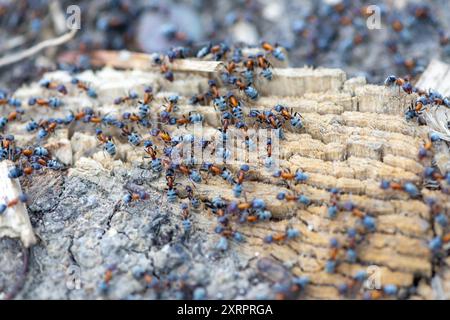 Nahaufnahme einer Gruppe Ameisen am Boden, die nach Nahrung suchen. Geringe Schärfentiefe. Stockfoto