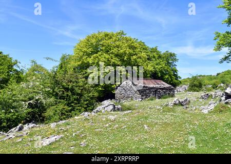 Lexardi-Schäfer-Tierheim in Itxina. Gorbeia (oder Gorbea) Naturpark. Baskenland. Spanien Stockfoto