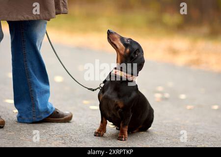 Ein Miniatur-Dackel mit glänzendem schwarzem Mantel und braunen Markierungen sitzt auf einer Herbststraße. Der Hund trägt Kragen und Leine und schaut seinen Besitzer mitten in der Luft an Stockfoto