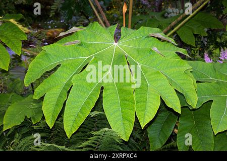 Tetrapanax Papyrifer (Reispapierpflanze) ist in Ost- und Zentralchina und Taiwan beheimatet. Das Pith wird zur Herstellung von Reispapier verwendet. Stockfoto