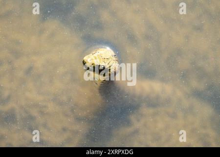 Nahaufnahme einer Würfelschlange (Natrix tessellata) am Ufer des Flusses bega Stockfoto