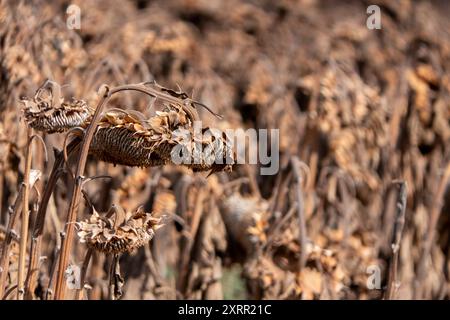 Ackerfeld mit trockenen, samenreichen Sonnenblumen sonnen sich im goldenen Stundenlicht Stockfoto