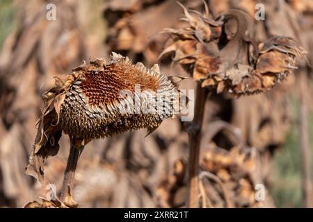 Ackerfeld mit trockenen, samenreichen Sonnenblumen sonnen sich im goldenen Stundenlicht Stockfoto