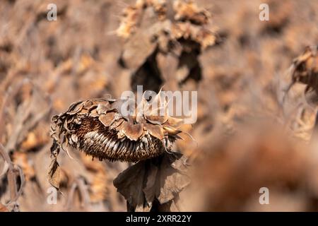 Ackerfeld mit trockenen, samenreichen Sonnenblumen sonnen sich im goldenen Stundenlicht Stockfoto