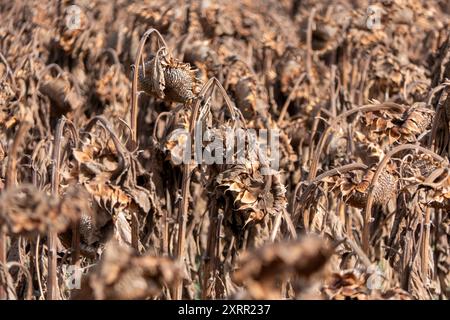 Ackerfeld mit trockenen, samenreichen Sonnenblumen sonnen sich im goldenen Stundenlicht Stockfoto