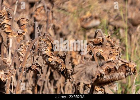 Ackerfeld mit trockenen, samenreichen Sonnenblumen sonnen sich im goldenen Stundenlicht Stockfoto