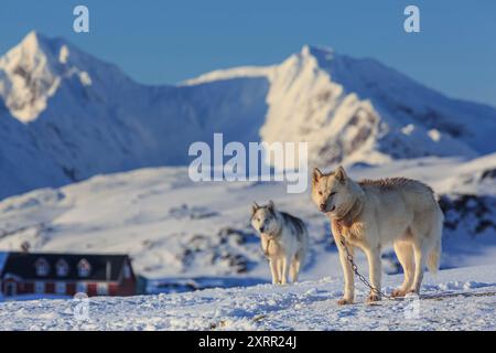 Grönländische Hunde stehen in Berglandschaft, sonnig, Winter, Kulusuk, Ostgrönland, Grönland Stockfoto