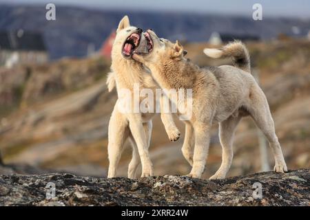 Grönländische Hunde kämpfen auf einem Felsen, Husky, aggressiv, Tasiilaq, Ostgrönland, Grönland Stockfoto