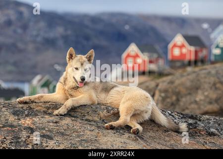 Grönländischer Hund, der auf einem Felsen vor Häusern liegt, Husky, entspannt, Tasiilaq, Ostgrönland, Grönland Stockfoto