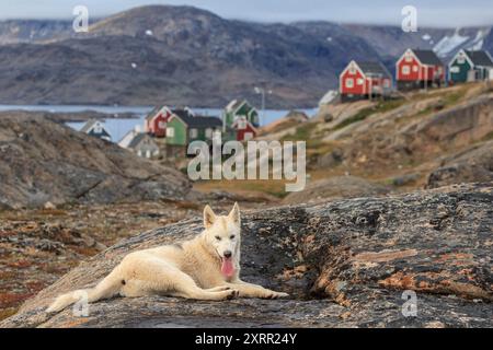 Grönländischer Hund, der auf einem Felsen vor Häusern liegt, Husky, entspannt, Tasiilaq, Ostgrönland, Grönland Stockfoto