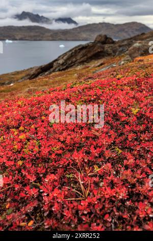 Herbstliche farbige Tundra an einem Fjord mit Bergen, Tasiilaq, Ostgrönland, Grönland Stockfoto