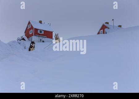 Grönländische Hunde stehen im tiefen Schnee vor Häusern, Husky, Tasiilaq, Ostgrönland, Grönland Stockfoto