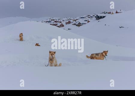 Grönländische Hunde stehen im tiefen Schnee vor Häusern, Husky, Tasiilaq, Ostgrönland, Grönland Stockfoto