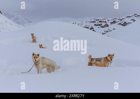 Grönländische Hunde stehen im tiefen Schnee vor Häusern, Husky, Tasiilaq, Ostgrönland, Grönland Stockfoto