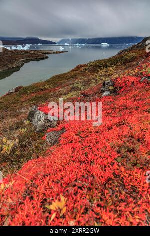 Herbstliche farbige Tundra an einem ruhigen Fjord mit Eisbergen, Scoresby Sund, Ostgrönland, Grönland Stockfoto