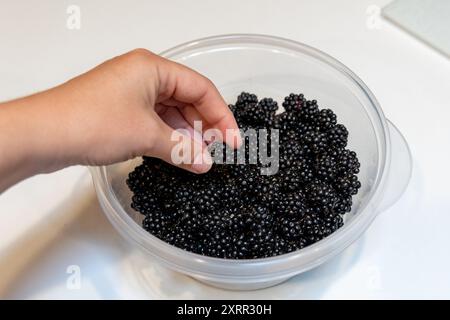 Eine Hand, die frisch gepflückte Brombeeren aus einer Schüssel pflückt Stockfoto