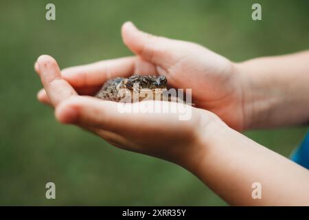 Nahaufnahme des Frosches in der Kinderhand am Sommertag Stockfoto