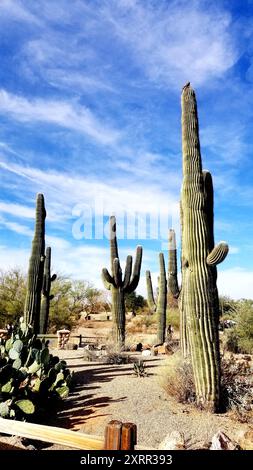 Vogel nistet auf Tall Saguaro Cacti vor einem Dunkelblau bewölkten Himmel Stockfoto