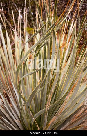 Spiral Twisted Desert Löffel Kaktuspflanze Stockfoto