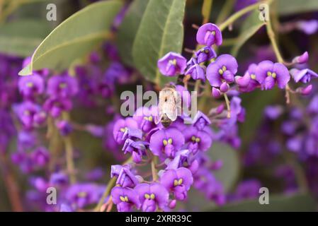 Honigbiene sammelt Pollen von Purple Pea Blume Reben Stockfoto