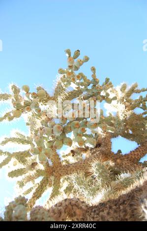 Unter einem Teddybär, der Cholla Cactus springt Stockfoto