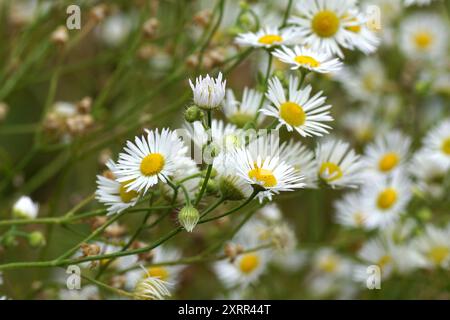 Nahaufnahme kleine Blüten der jährlichen fleabane, Gänseblümchen fleabane, östliche Gänseblümchen fleabane (Erigeron annuus). Verblichener grauer Hintergrund. Niederlande, Sommer, August Stockfoto