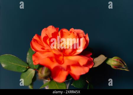 Leuchtende Orange Rose Blüht Unter Den Blättern Mit Den Knospen Stockfoto