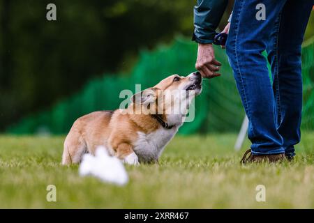 Pembroke Welsh Corgi Hund laufen Köder Kurs Hundesport Stockfoto