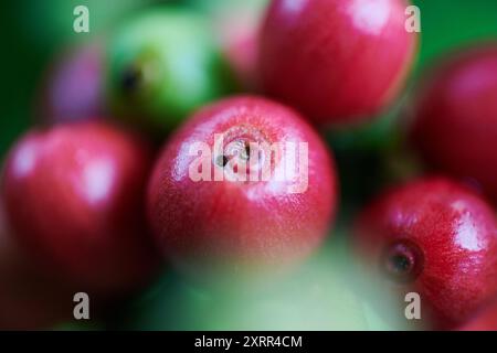 Reife rote Robusta Kaffeebohnen aus biologischem Anbau auf einem Stiel Stockfoto