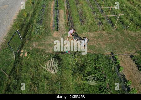 Landwirt, der Gras zwischen Reihen von Kulturen im Permakultur-Garten mäht Stockfoto