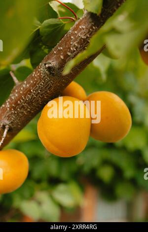 Frische Aprikosen wachsen auf dem Baum Stockfoto