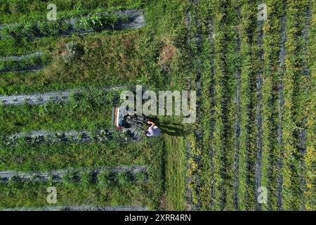 Landwirt, der mit dem Traktor auf dem Feld arbeitet und Land bewirtschaftet Stockfoto