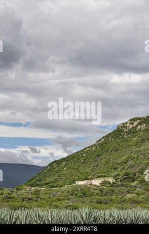 Oaxaca Agavenfeld in einer wunderschönen Berglandschaft in Mexiko. Stockfoto