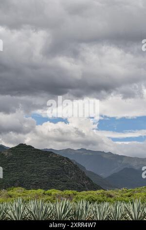 Agavenfeld in einer wunderschönen Berglandschaft in Oaxaca Mexiko. Stockfoto