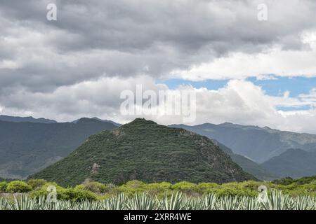 Agavenfeld in einer wunderschönen Berglandschaft in Oaxaca Mexiko. Stockfoto