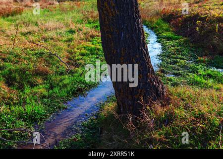 Ruhiger kleiner Bach schlängelt sich durch ein üppiges grünes Feld und spiegelt die umliegende Natur in seinem klaren Wasser wider. Der Baum ist neben einem Wasserstrom. Die Stockfoto