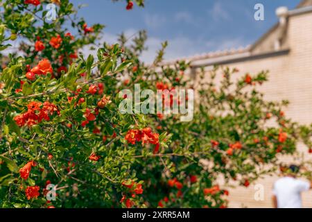 Ein Baum mit roten Blumen steht vor einem Gebäude Stockfoto