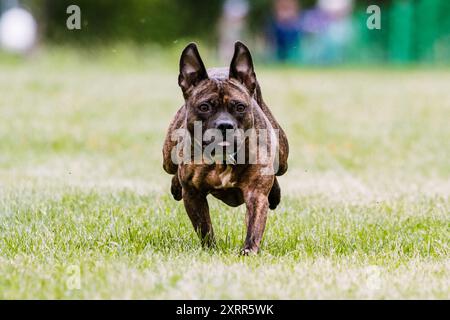 Pit Bull Mixed Breed Mutt Running Lure Course Hundesport Stockfoto