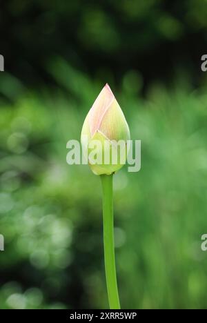 Nahaufnahme von Single Pink Sacred Lotus, der auf Bloom wartet Stockfoto