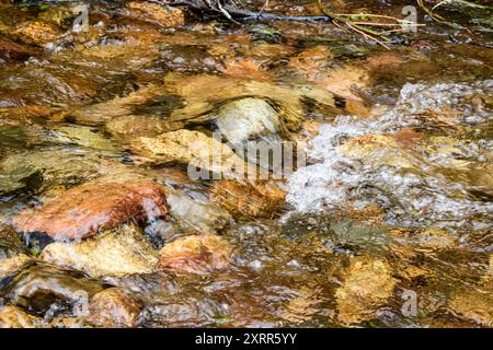 Klarer Bach, der über Felsen und Kieselsteine mit sanften Wellen fließt. Stockfoto