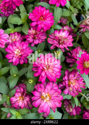 Leuchtende rosafarbene Zinnienblüten blühen in einem üppig grünen Garten. Stockfoto