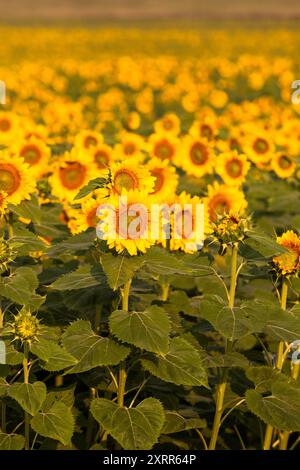 Ein Feld mit Sonnenblumen in voller Blüte. Stockfoto