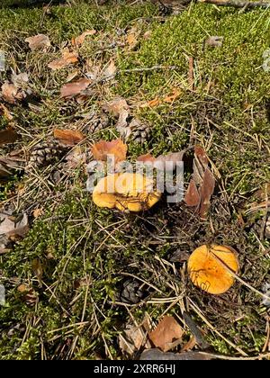Große Pfifferlingen wachsen in Moos im Wald. Nahaufnahme. Stockfoto