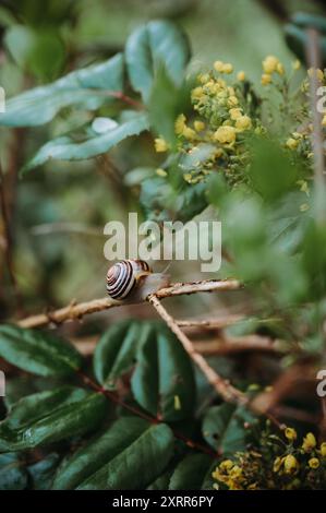 Schnecke auf einem Ast in einem regnerischen Garten, umgeben von üppig grünen Blättern Stockfoto