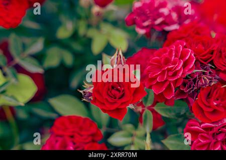 Ein Haufen roter Rosen ist in voller Blüte Stockfoto
