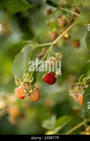 Frische Himbeeren, die im Garten Reifen Stockfoto