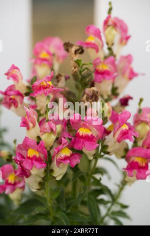 Nahaufnahme leuchtender rosafarbener Schnappdrachen in voller Blüte Stockfoto