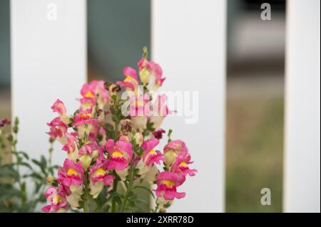 Leuchtend pinkfarbene Schnappdrachen in voller Blüte vor weißem Pflückzaun Stockfoto