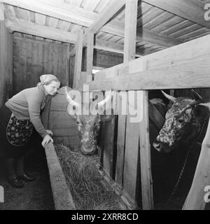 Aktuell 1-8-1968: Siljanbygda mit Hut in der Hand. Landbesitzer Gerhard Aage Treschow, Larvik, Eigentümer ca. 90 Prozent der Gemeinde Siljan in Telemark. Er entwässert jährlich enorme Mengen aus Siljans großen Wäldern, hat aber in den letzten fünf Jahren keinen Cent Einkommensteuer an dieselbe Gemeinde gezahlt. Und die Steuerregeln sind schuld. Zum ersten Mal erhielt Siljan 100.000 NOK vom Steuerausgleichsfonds. Der Pächter Håkon Helgerød in Grorud im hohen Norden Siljans ist im Wald, während seine Mutter und Frau Ruth mit den Weihnachtsvorbereitungen beschäftigt sind. Danach muss sie g Stockfoto