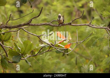 eisvogel (Pelargopsis melanorhyncha) im Tangkoko-Nationalpark, Sulawesi, Indonesien Stockfoto